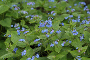 Brunnera macrophylla